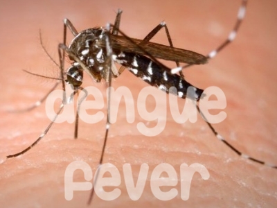 چطور متوجه ابتلا به تب دنگی شویم